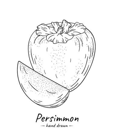 Isolated sketch tropical fruit Persimmon on white background.のイラスト素材