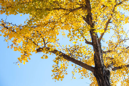 Yellow leaves on the treeの写真素材