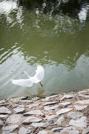 white egret is landing in the lakeの写真素材