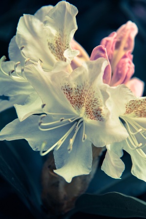 white flowerの写真素材