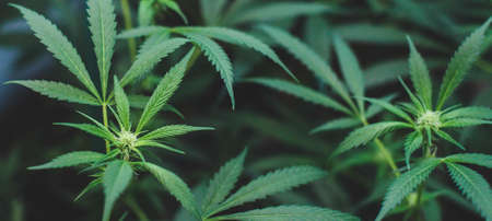 Indoor planting of marijuana of the amnesia haze type for medicinal and recreational useの写真素材