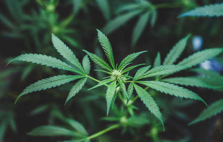 Indoor planting of marijuana of the amnesia haze type for medicinal and recreational useの写真素材