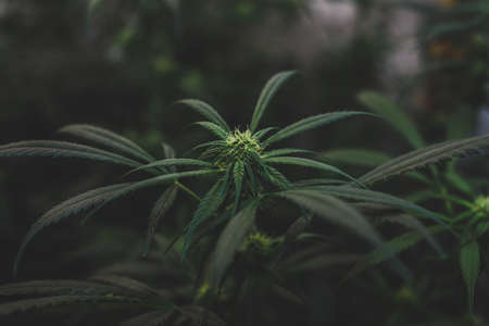 Amnesia haze plantation in flowering stage