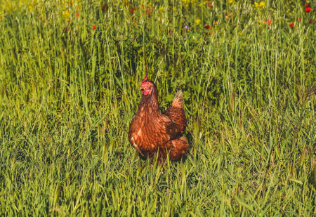 Hen in the green grass in the meadow. Rural scene.の写真素材