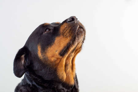 A female rottweiler breed dog posing on a white backgroundの写真素材