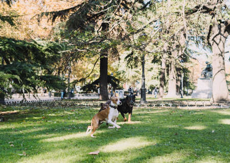 Dogs playing happily in the park.の写真素材