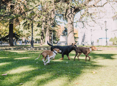 Dogs playing happily in the park.の写真素材
