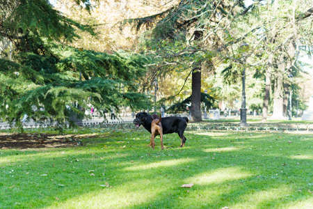 Dogs playing happily in the park.の写真素材