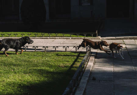 Dogs playing happily in the park.の写真素材