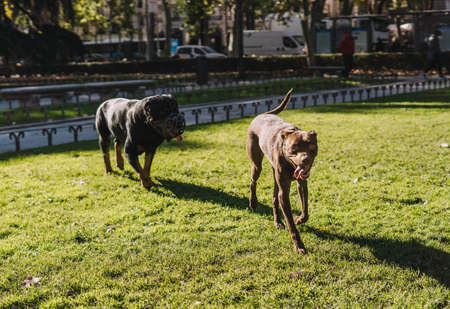 Dogs playing happily in the park.の写真素材
