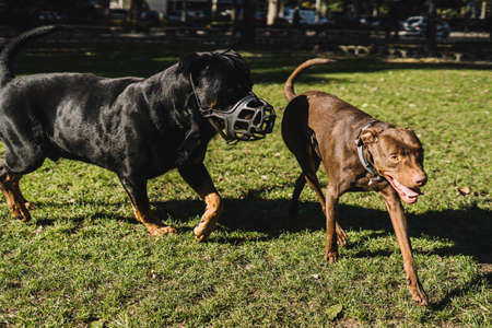 Dogs playing happily in the park.の写真素材