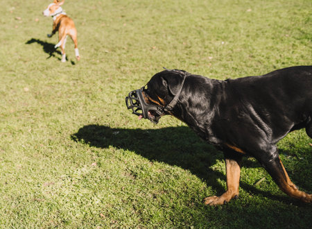 Dogs playing happily in the park.の写真素材