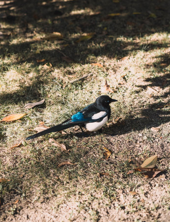 A black and white magpie sits on the ground in the park.の写真素材