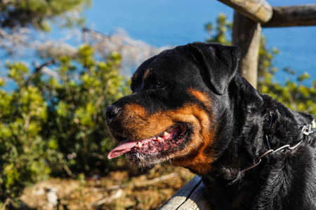 Rottweiler dog of a dangerous breed walking without a muzzleの写真素材