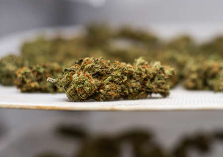 Marijuana buds of the amnesia haze type in the drying phaseの写真素材