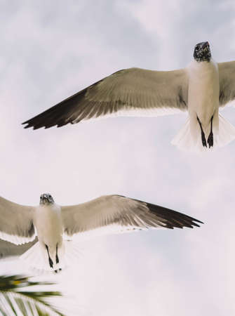 Seagulls in flight on a tropical Caribbean beach