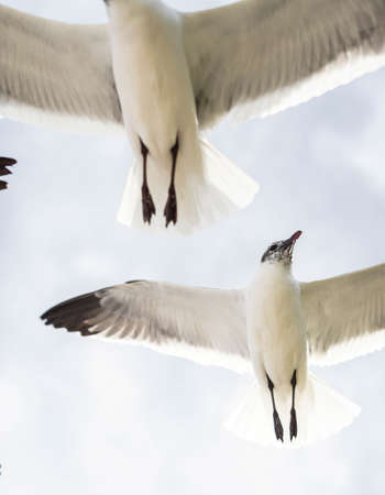 Seagulls in flight on a tropical Caribbean beach