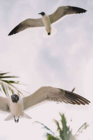 Seagulls in flight on a tropical Caribbean beachの写真素材