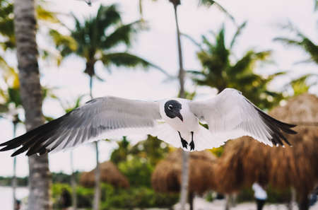 Seagulls in flight on a tropical Caribbean beachの写真素材