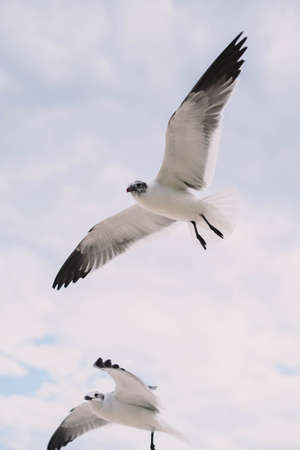 Seagulls in flight on a tropical Caribbean beach