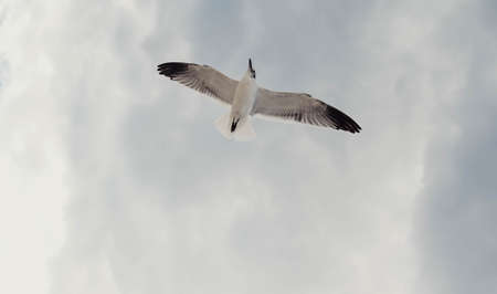 Seagulls in flight on a tropical Caribbean beach