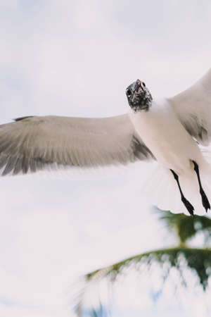 Seagulls in flight on a tropical Caribbean beachの写真素材