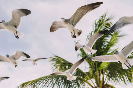 Seagulls in flight on a tropical Caribbean beachの写真素材