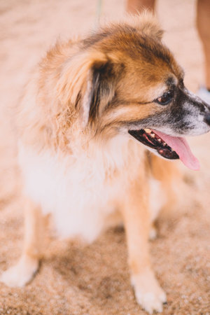 Portrait of a furry old dog on the sand of a beachの写真素材