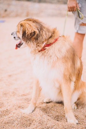 Portrait of a furry old dog on the sand of a beachの写真素材