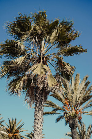 Palm trees on blue sky background, close-up view.の写真素材