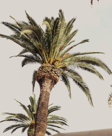 image of plants and palm treesの写真素材