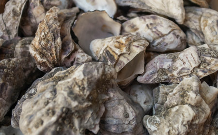 Serving of high quality oystersの写真素材