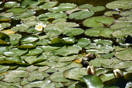 Beautiful view of nature green leaves with sunlight. Green, texture.の写真素材