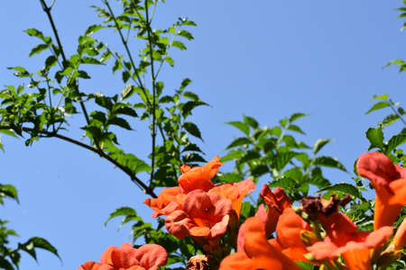 Wild flowers on a sunny day over a blue skyの写真素材