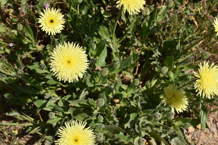 Wild flowers on a sunny dayの写真素材