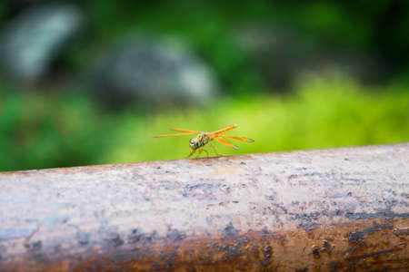 Dragonfly hold on rusty bar with blur backgroundの写真素材