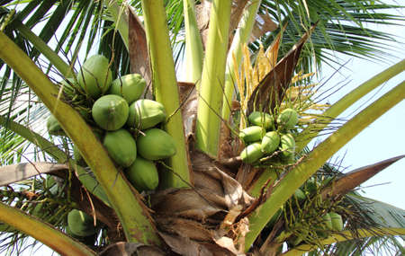 Fresh green coconut fruit hanging on the palm treeの写真素材