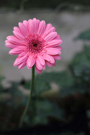 Gerbera daisies growing on a garden with shallow depth of leavesの写真素材