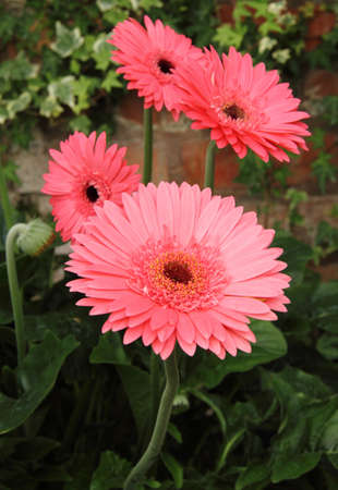  Gerbera daisies growing on a garden with shallow depth of leavesの写真素材