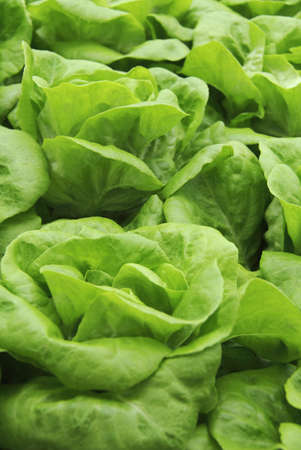 Fresh organic green lettuce leaves in the home gardenの写真素材