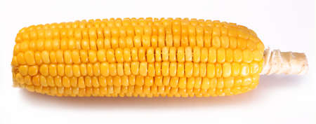 Sweet yellow corn on the cob on white background