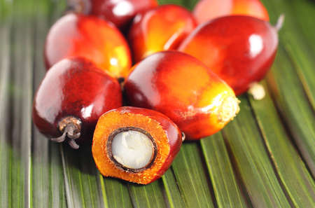 Cut fresh oil palm fruits on the leaves backgroundの写真素材