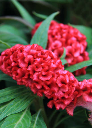 beautiful red Celosia Cristataの写真素材