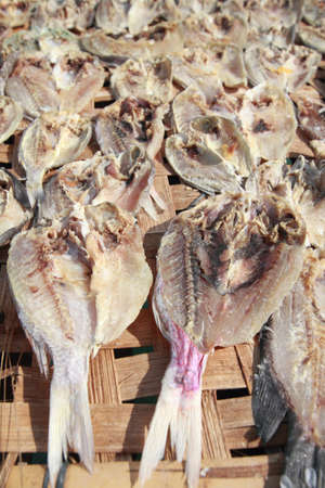 fish placed in strong sunlight to dryの写真素材