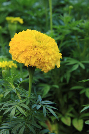 beautiful yellow Tagete Erectaの写真素材