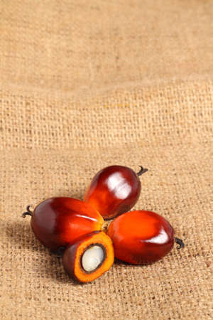 A group of oil palm fruits on sack burlap background の写真素材