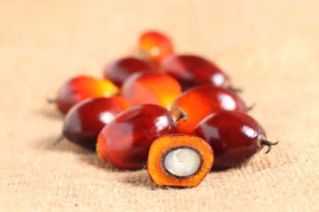 A group of oil palm fruits on sack burlap background.