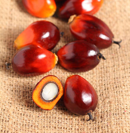 A group of oil palm fruits on sack burlap background の写真素材