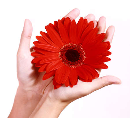 A pair of female hands holding a gerbera daisy.の写真素材
