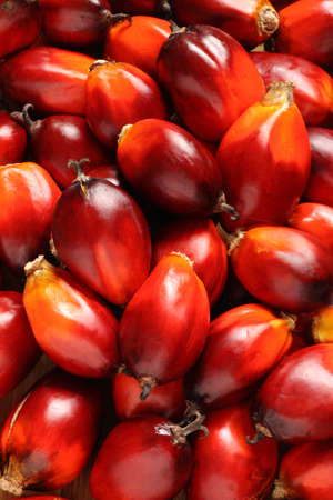 a bunch of oil palm fruits on a timber backgroundの写真素材